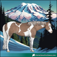 Horse Color:Silver Black Splash Tobiano