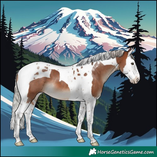 Horse Color:Silver Brown Splash Tobiano 