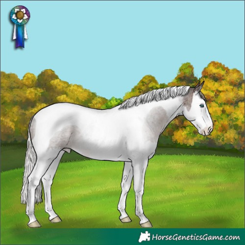 Horse Color:Silver Brown Roan Splash Tobiano Rabicano