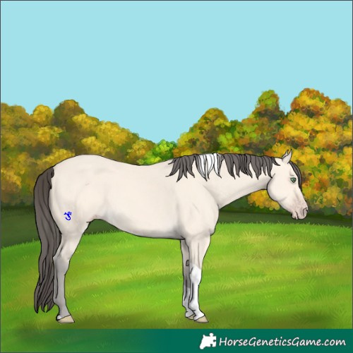 Horse Color:Amber Cream Champagne Tobiano 