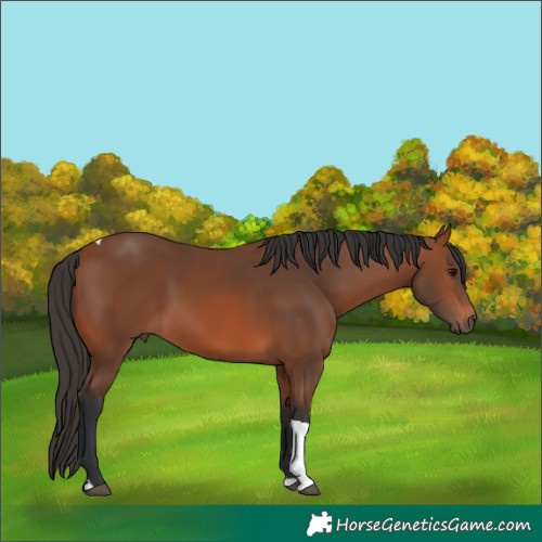 Horse Color:Bay Tobiano