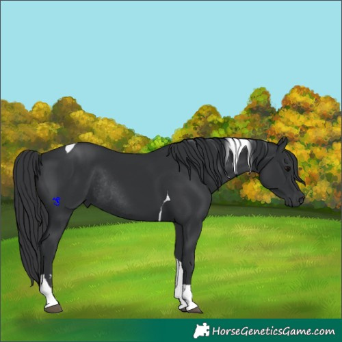 Horse Color:Black Tobiano Rabicano 