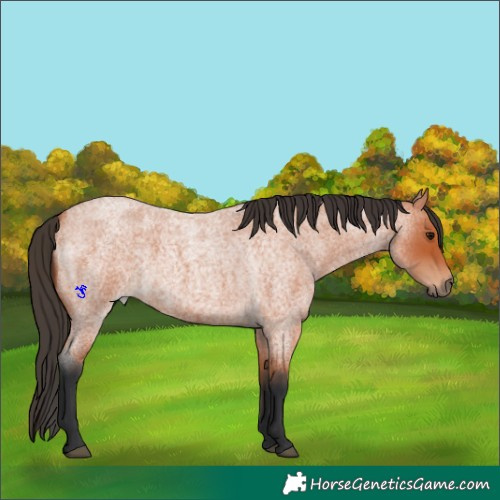 Horse Color:Bay Roan 