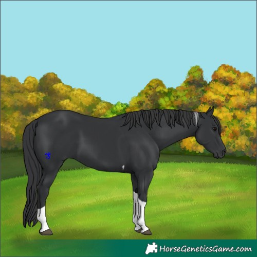 Horse Color:Black Tobiano