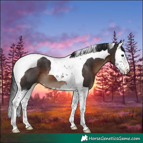 Horse Color:Brown Splash Tobiano 