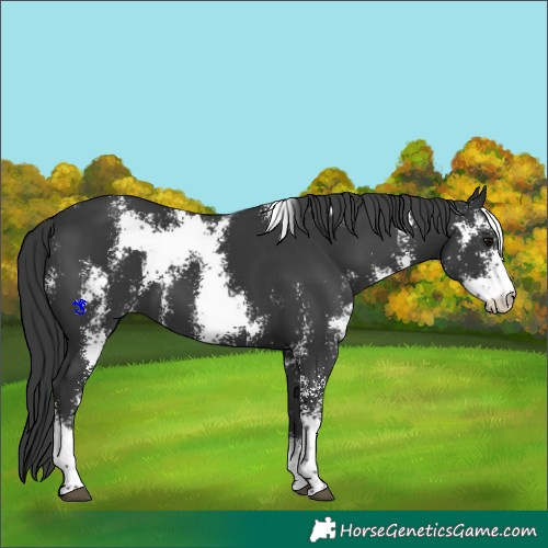 Horse Color:Black Sabino