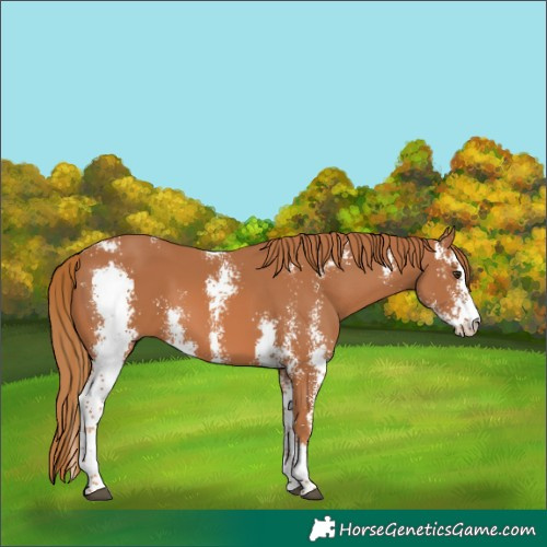 Horse Color:Chestnut Sabino