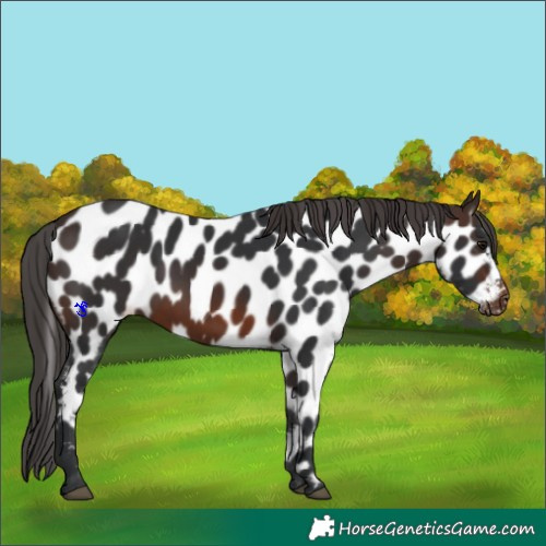 Horse Color:Brown Appaloosa