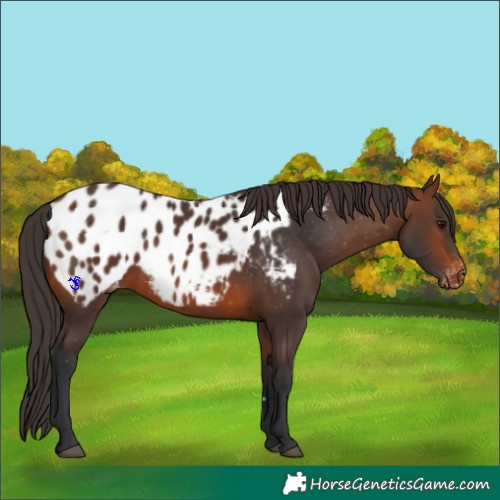 Horse Color:Brown Appaloosa