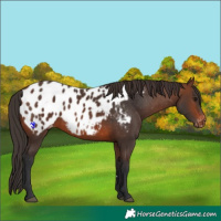 Horse Color:Brown Appaloosa 
