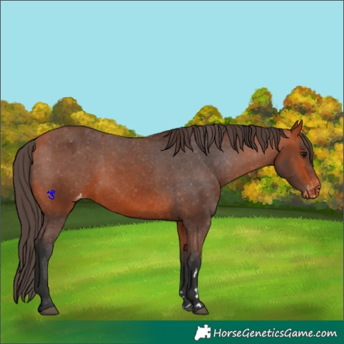 Horse Color:Bay Appaloosa
