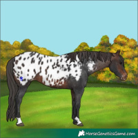 Horse Color:Brown Appaloosa 