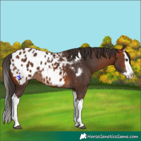 Horse Color:Bay Splash Appaloosa