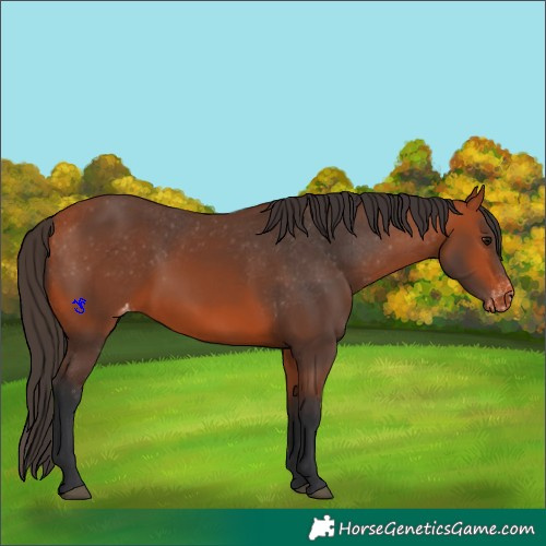 Horse Color:Bay Appaloosa 