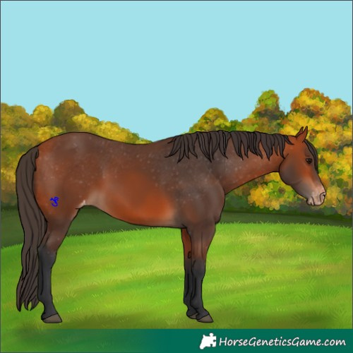 Horse Color:Bay Appaloosa
