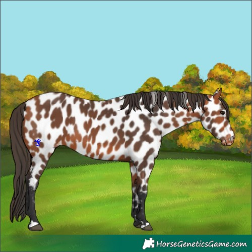 Horse Color:Bay Appaloosa 