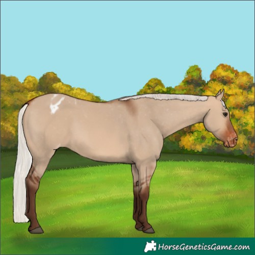 Horse Color:Silver Brown Dun Appaloosa
