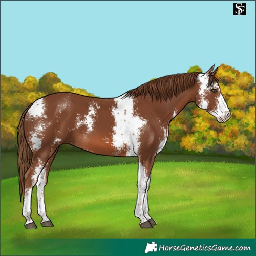 Horse Color:Chestnut Sabino 
