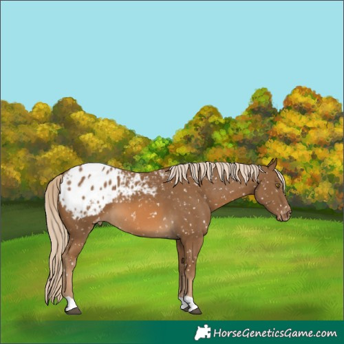 Horse Color:Chocolate Palomino Blanket 