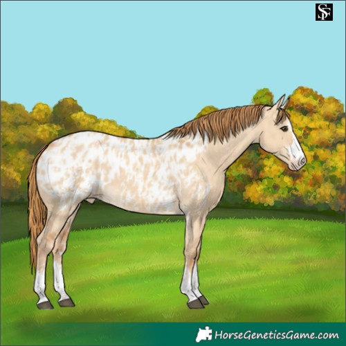 Horse Color:Red Dun Near Leopard and Red Dun Near Leopard