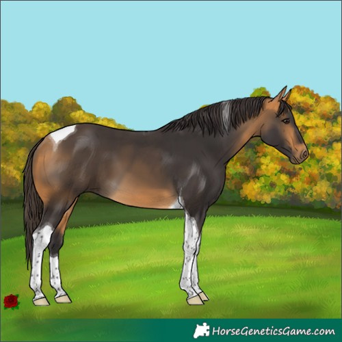 Horse Color:Buckskin Tobiano 