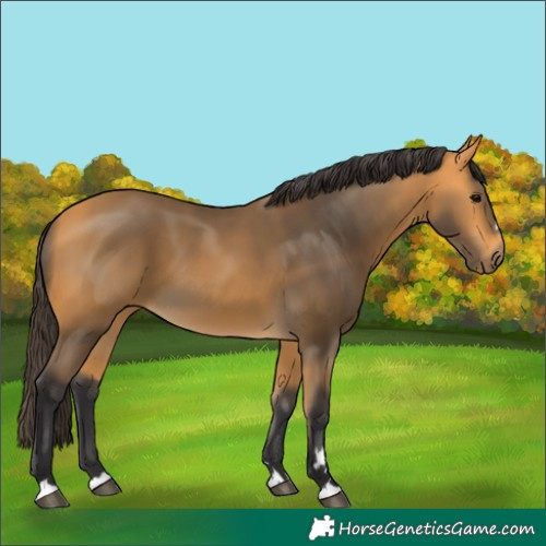 Horse Color:Buckskin 