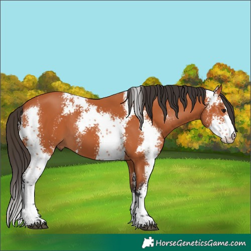 Horse Color:Bay Sabino 