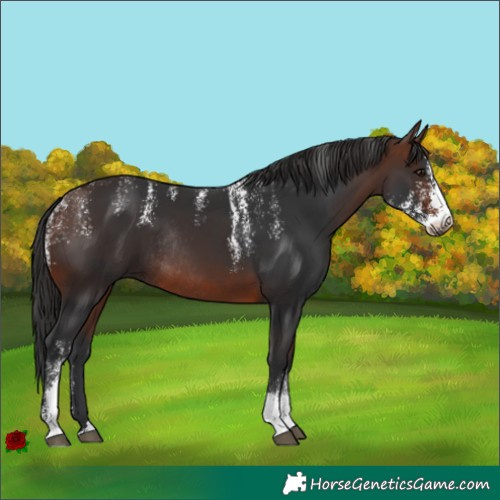 Horse Color:Powder White Brown Sabino Rabicano 