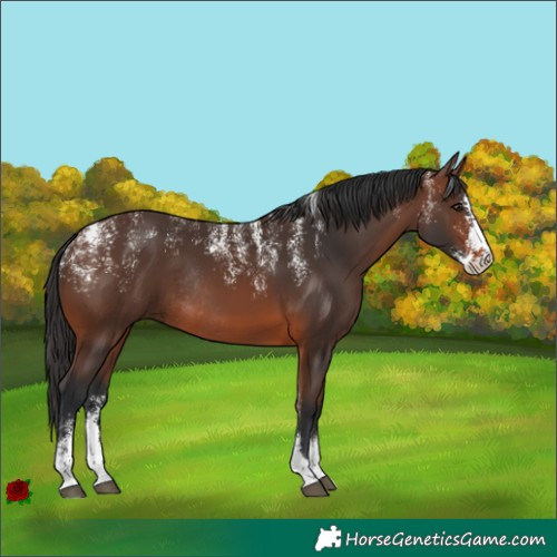 Horse Color:Powder White Brown Sabino Rabicano 
