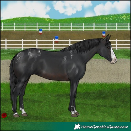 Horse Color:Powder White Brown Splash 