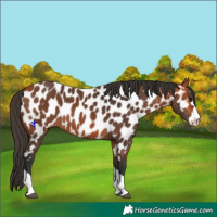 Horse Color:Bay Appaloosa