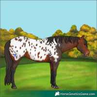 Horse Color:Bay Appaloosa