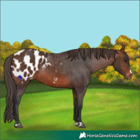 Horse Color:Brown Appaloosa 