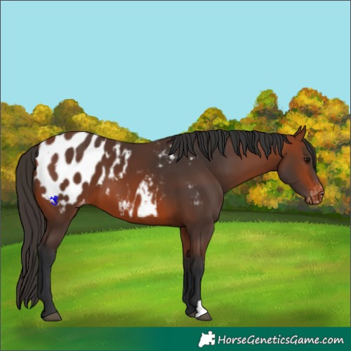 Horse Color:Bay Appaloosa