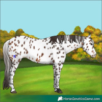 Horse Color:Bay Appaloosa
