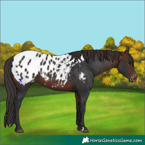 Horse Color:Brown Appaloosa 