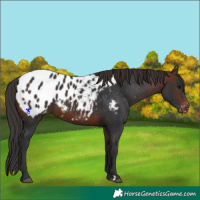 Horse Color:Brown Appaloosa 