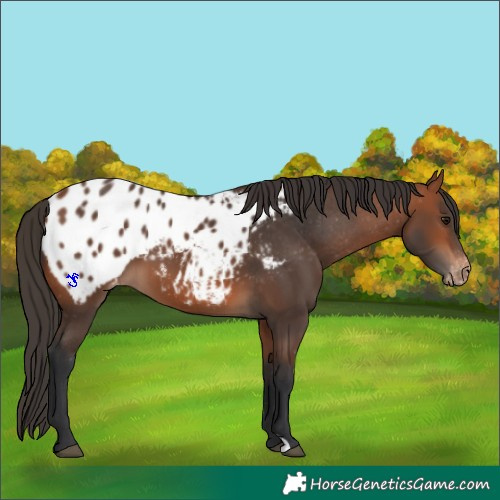 Horse Color:Bay Appaloosa 