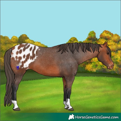 Horse Color:Bay Appaloosa 