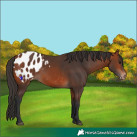 Horse Color:Bay Appaloosa 
