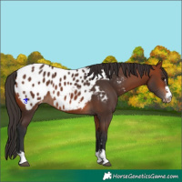 Horse Color:Bay Appaloosa
