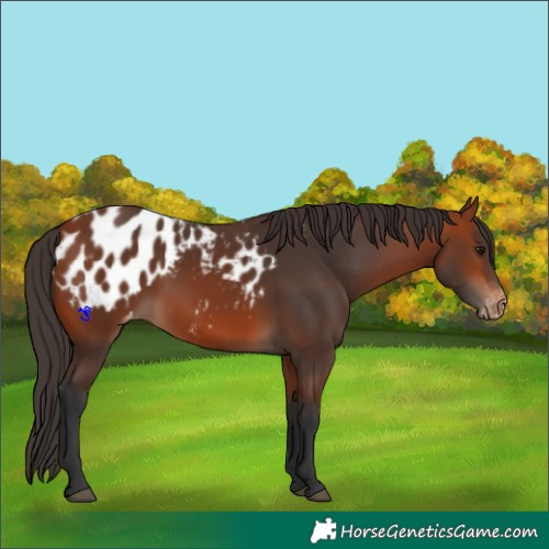 Horse Color:Bay Appaloosa 