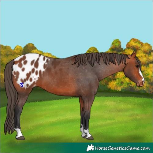 Horse Color:Bay Appaloosa 