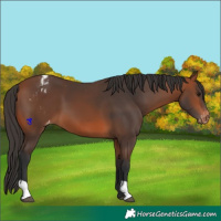 Horse Color:Bay Appaloosa 