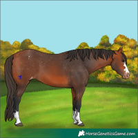 Horse Color:Bay Appaloosa 