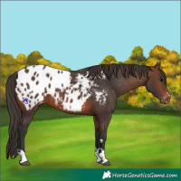 Horse Color:Brown Appaloosa