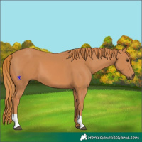 Horse Color:Chestnut 