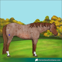 Horse Color:Red Roan