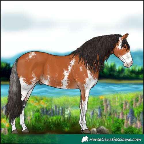 Horse Color:Bay Sabino