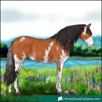 Horse Color:Bay Sabino 